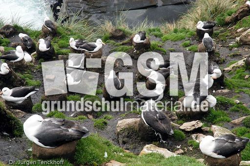 Schwarzbrauenalbatros (3 von 52).jpg